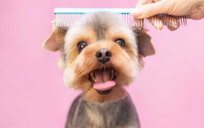 Summer Grooming Tips for Dogs and Cats: Keeping Your Pets Cool and Comfortable