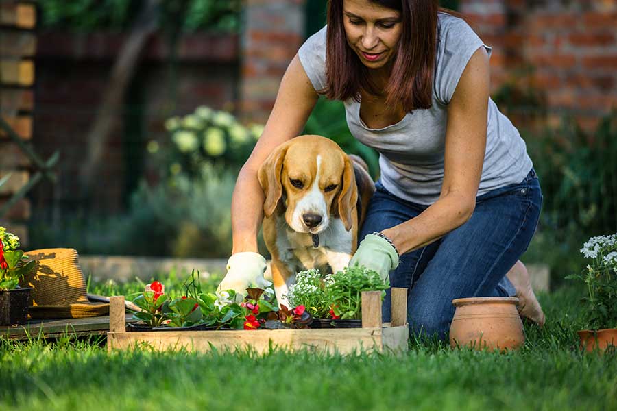 Creating a Pet-Friendly Garden: Tips and Safe Practices