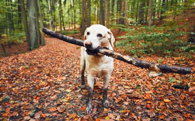 Safe Hiking with Your Dog: Tips for Taking Your Dog on Hikes in and Around Columbus