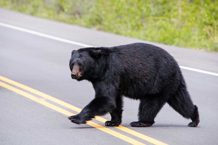 Preparing for Autumn Wildlife Encounters: Keeping Pets Safe from Local Wildlife