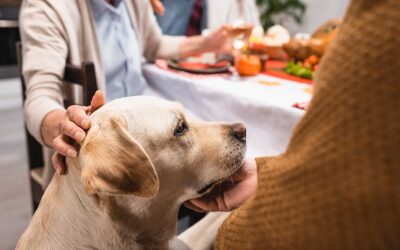 Keeping Your Pets Safe During Thanksgiving: Foods to Avoid