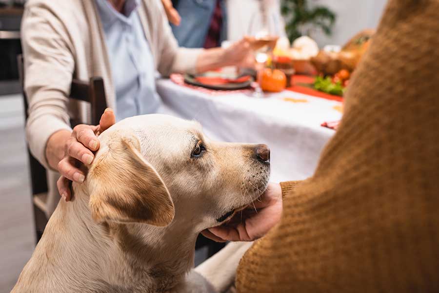 Keeping Your Pets Safe During Thanksgiving: Foods to Avoid