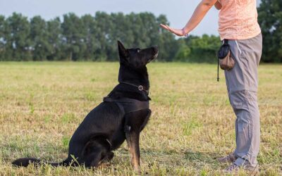 January is National Train Your Dog Month: Tips from Healthy Pets of Ohio