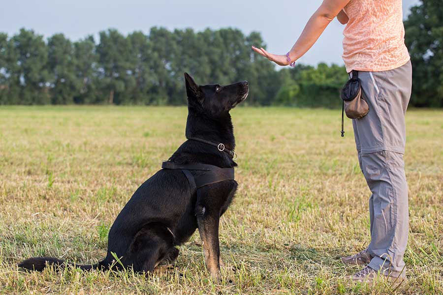 January is National Train Your Dog Month: Tips from Healthy Pets of Ohio