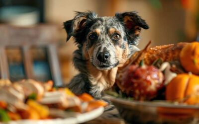 The Do’s and Don’ts of Treating Your Pet During Holiday Feasts